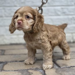 Cocker Spaniel Puppies from Cocker Cottage