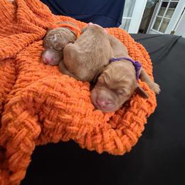 Goldendoodle and Sheepadoodle Puppies from IE Family Doodles