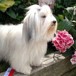 Havanese from Judy Higgs' Havanese