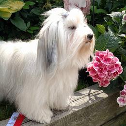 Havanese from Judy Higgs' Havanese