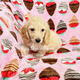 Cream Male Long Soft Wire Blue Collar - Cream male Dachshund puppy in Cleveland, Tennessee from Kelly's Doxie Farm