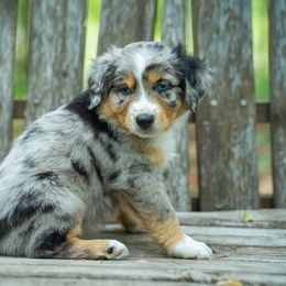 Maui - Blue merle male Miniature American Shepherd puppy in Niles, Michigan from Impression Dogs