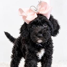 Paisley - Black female Goldendoodle puppy in Anthem/Phoenix, Arizona from Ironwood Doodles