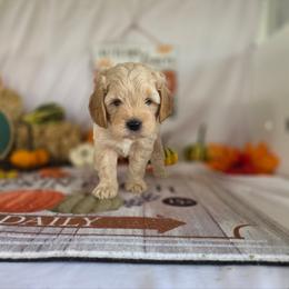 Beau - Cream male Goldendoodle puppy in Arthur, Illinois from Perfect Pugs