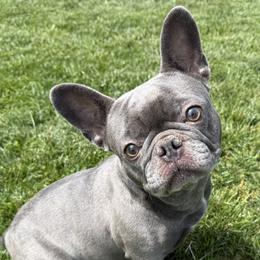 French Bulldogs from Gibson Acres