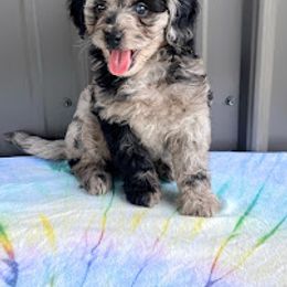 Aussiedoodle, Australian Shepherd, Bernedoodle, Cockapoo, and Poodle Puppies from Sis' Doodles & Poodles