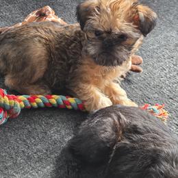 Brussels Griffon Puppies from Pine Haven Brussels Griffons LLC