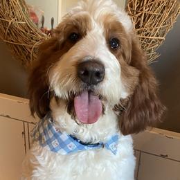 Lulu - Goldendoodle