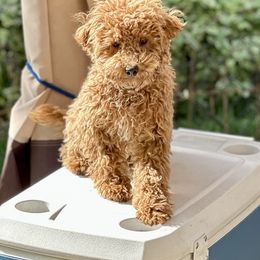 Villanelle - Poodle