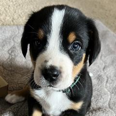 Major - Black, white and red Greater Swiss Mountain Dog puppy in Northville, Michigan from Great Lakes Swissies
