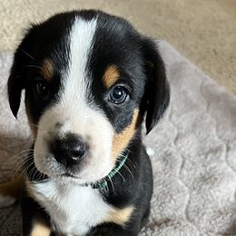 Major - Black, white and red Greater Swiss Mountain Dog puppy in Northville, Michigan from Great Lakes Swissies