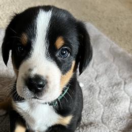 Major - Black, white and red Greater Swiss Mountain Dog puppy in Northville, Michigan from Great Lakes Swissies