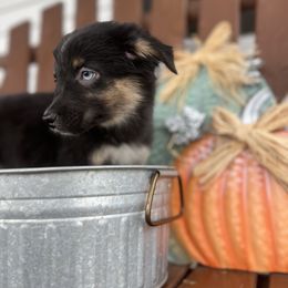 Black Opal - Black tri female Miniature Australian Shepherd puppy in Bethany, Illinois from Rachel at Marrowbone Creek Aussies