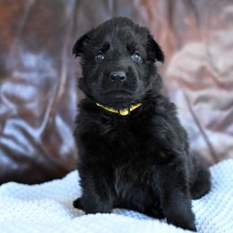 Yellow collar - Black female German Shepherd puppy in Portland, Tennessee from Howixx German Shepherds