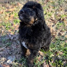 Elm - Phantom male Poodle puppy in Greeneville, Tennessee from Smokey Mountain Sheepadoodles