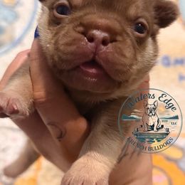 Pretzel - Liver male French Bulldog puppy in Strunk, Kentucky from Waters Edge French Bulldogs LLC