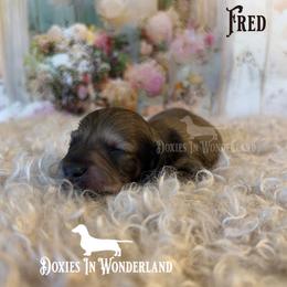 Fred - Cream male Dachshund puppy in Rainier, Oregon from Doxies in Wonderland