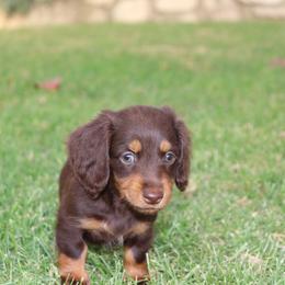 Dachshund Puppies from Dachshund Pups