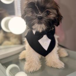 Theo - Silver gold and white male Shih Tzu puppy in Monrovia, California from Sunrise Shihtzu Blossom