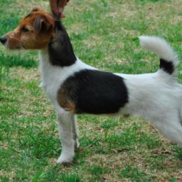 Russell Terrier All Grown Up from Vista Real Russells