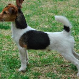 Russell Terrier All Grown Up from Vista Real Russells