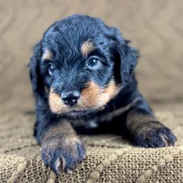 BPM2 - Black phantom male Aussiedoodle puppy in Prague, Oklahoma from Classic K9’s  Aussies & Doodles