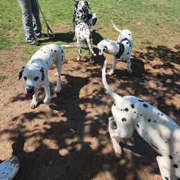 Dalmatian Puppies from America's Dalmatian Friends