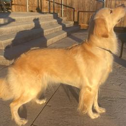 Nova - Golden Retriever