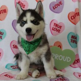 Green - Black tan and white male Siberian Husky puppy in York, Pennsylvania from Spalla Pups