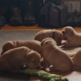 Labrador Retriever Puppies from Canyon River Outfitters