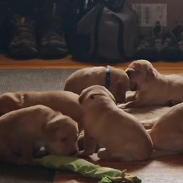 Labrador Retriever Puppies from Canyon River Outfitters