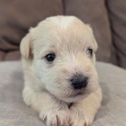 Baby boy 6 - yellow collar - Wheaten male Miniature Schnauzer puppy in Eupora, Mississippi from Mississippi Mini Schnauzers