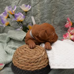 Mr Gray - Golden rust male Vizsla puppy in Lexington, Kentucky from Summit Vizsla (we can deliver to you)