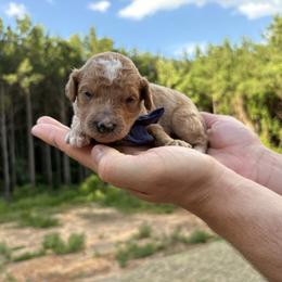 Tootles - Parti male Goldendoodle puppy in Pittsburg, Texas from Peachy Pine Goldendoodles