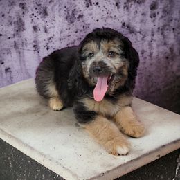 Aussiedoodle Puppies from Branch Creek Aussies and Doodles