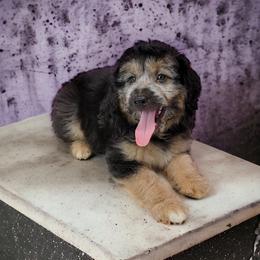 Aussiedoodle Puppies from Branch Creek Aussies and Doodles