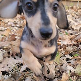 Dachshund Puppies from Divine Doxies