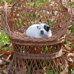 Prancer - Blue mottled female Australian Cattle Dog puppy in Buffalo Valley, Tennessee from Buffalo Valley Breeders