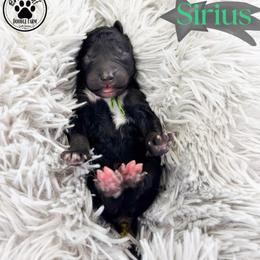 Sirius - Black male Goldendoodle puppy in Anderson, South Carolina from Brinkerhoff Doodle Farm