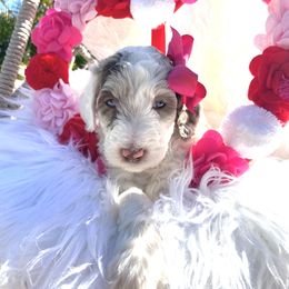 Aussiedoodle and Goldendoodle Puppies from Cuddly Doodles