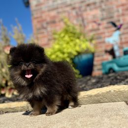 Rhythm - Black and tan male Pomeranian puppy in Oologah, Oklahoma from Elizabeth Howell