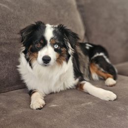 Lily - Miniature Australian Shepherd