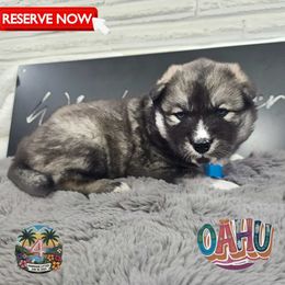Ohau - Agouti and white male Siberian Husky puppy in Sherwood, Oregon from Whiskey River Siberians