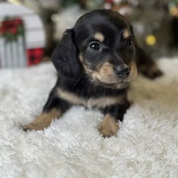 Girl 2 - Black and cream female Dachshund puppy in Waycross, Georgia from Camie's Dachshunds