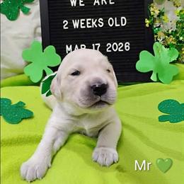 Green collar boy - Light golden male Golden Retriever puppy in Rochester, Washington from Grand Mound Goldens