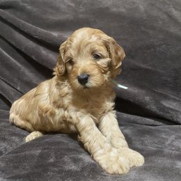 Goldendoodle Puppies from Simply Mini Goldendoodles