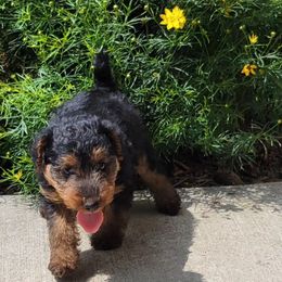 Welsh Terrier Puppies from Ashcreek Welsh Terriers