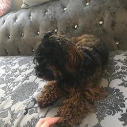 Maltipoo All Grown Up from Anzhela Ibragimova