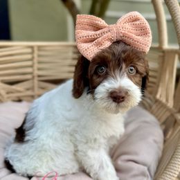Lira - Chocolate female Australian Labradoodle puppy in Morgan Hill, California from Loving Labradoodle