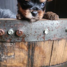 Alfie - Yorkshire Terrier puppy in Junction City, Ohio from On The Edge Of A Dream Yorkies